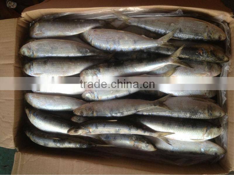For bait fish whole round frozen sardines 8-10pcs/kg