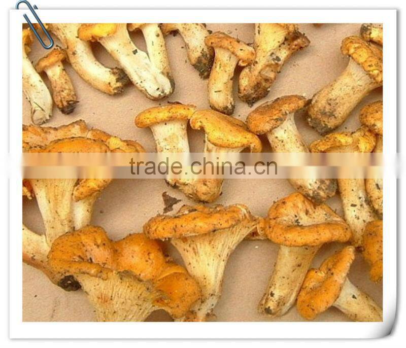 organic dried cantharellus cibarius mushroom