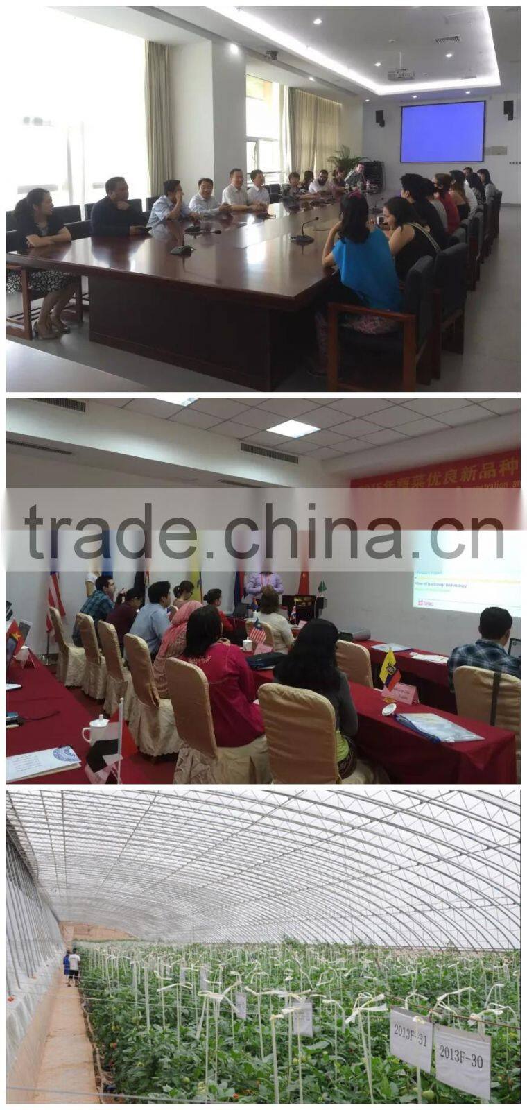 2016 Red and pink color NO.JP-09 hybrid tomato seeds for sale