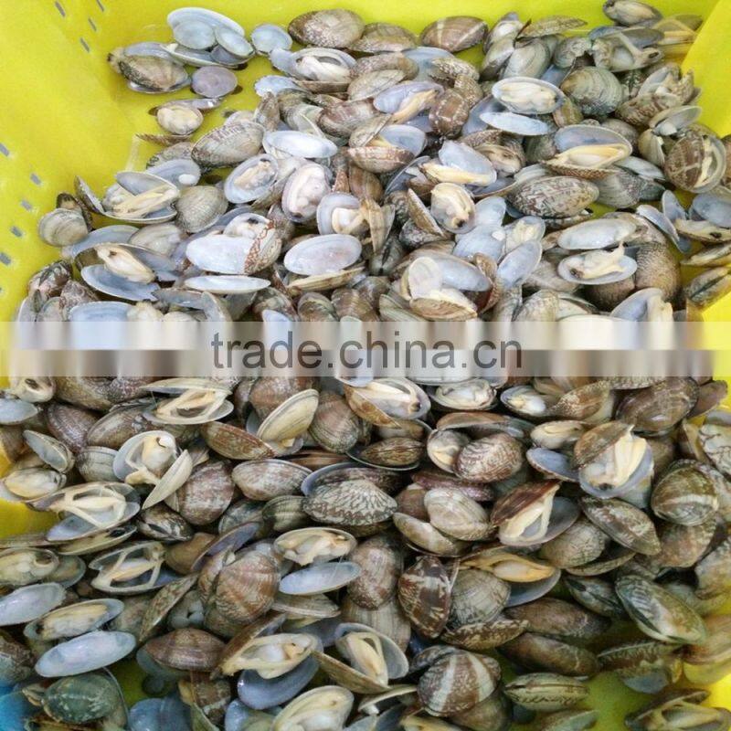 frozen boiled yellow short necked clam on time delivery
