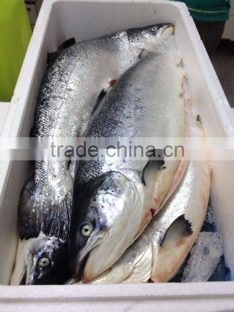 Atlantic Salmon