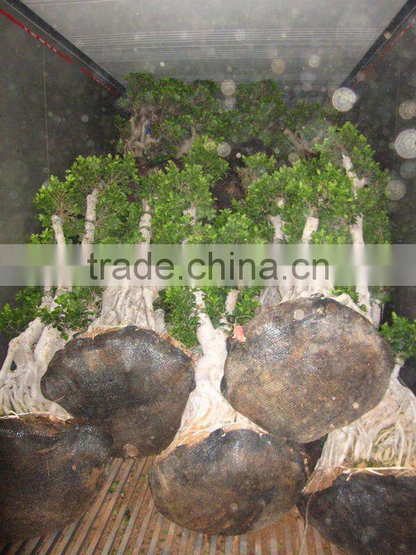 Ficus microcarpa stump shape