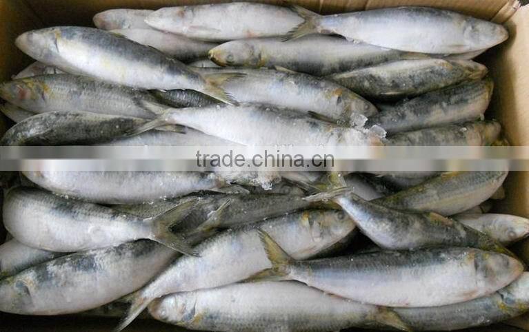 Frozen Sardina Melamosticta Frozen Fresh Sardine