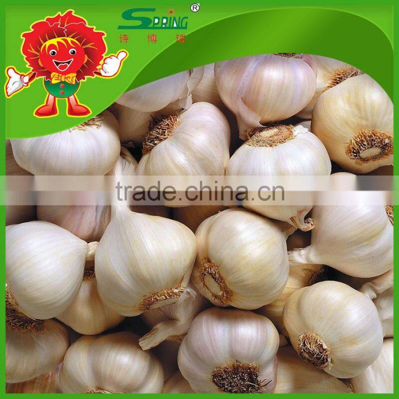 Chinese high quality fresh pure white garlic fresh ginger and garlic