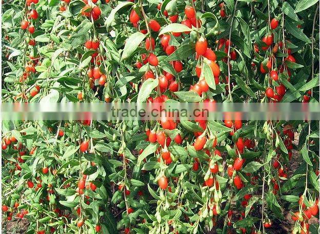 Dried Ningxia Goji Berries China medlar fruits