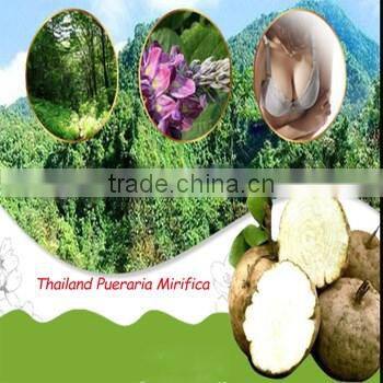 Pueraria Mirifica Big Breast massage oil