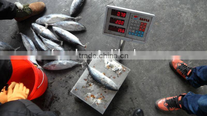 sea frozen 1000+ bonito tuna