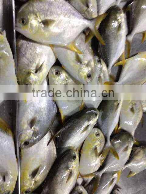 frozen BQF pomfret fish whole round