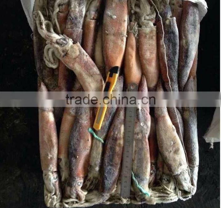 below 150g frozen illex argentinus squid