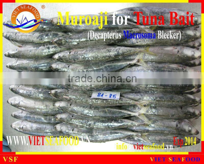 FROZEN MUROAJI FOR TUNA BAIT