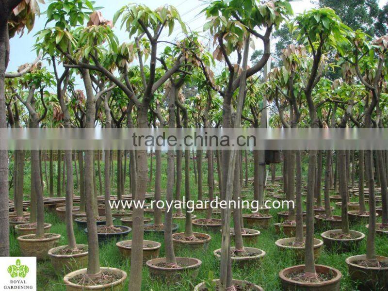 Mangifera indica outdoor fruit trees