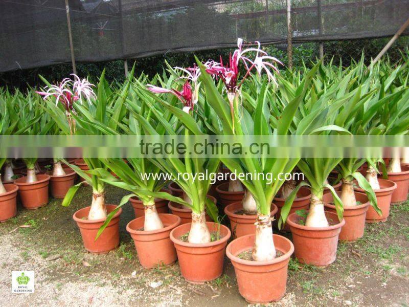 Crinum asiaticum( Spider Lily,Giant Crinum Lily, ) Ornamental Plants