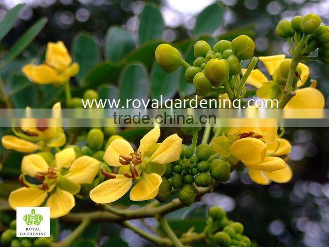 Cassia siamea yellow flower