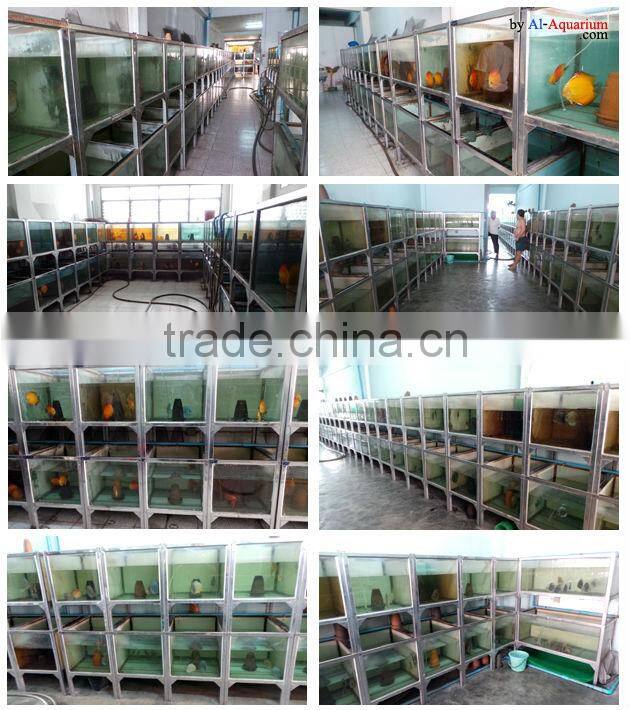 Discus fish farm for sale and export