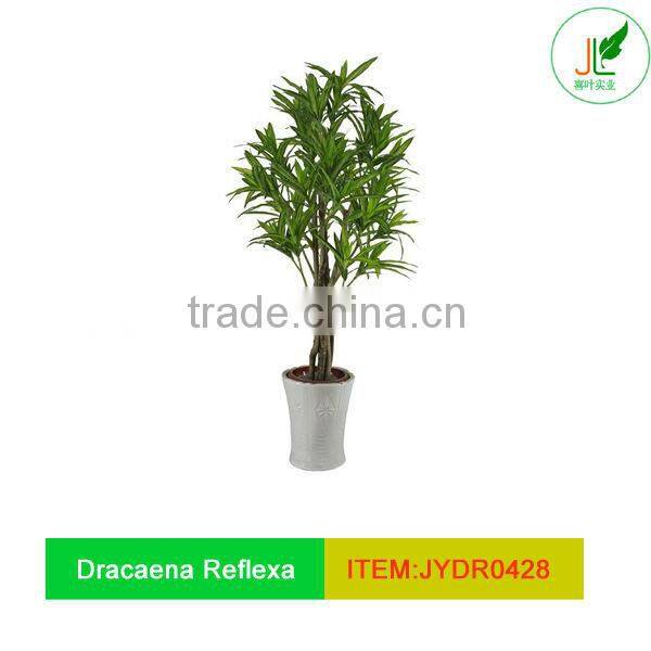 Artificial Dracaena Reflexa