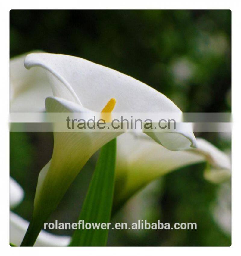 wholesale high quality beautiful cut white calla lily flower