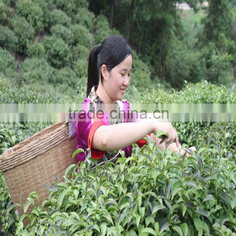 Free samples factory price black tea teabag