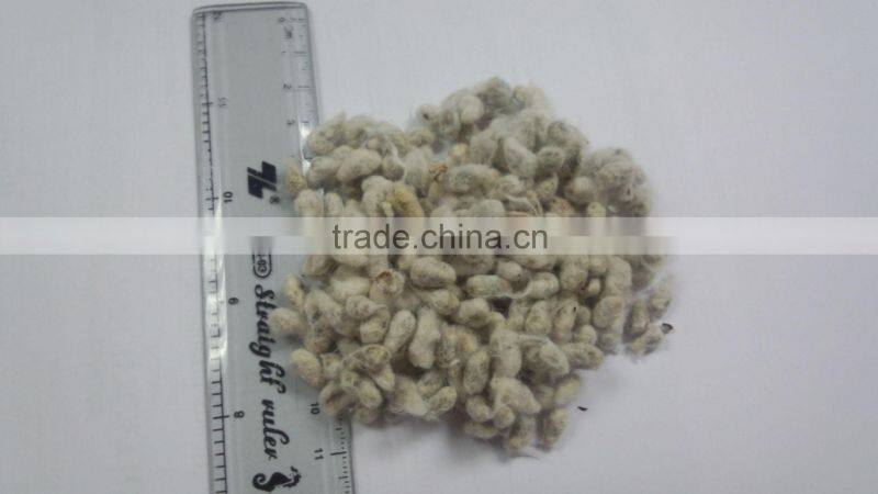 COTTON SEED FOR ANIMAL FEEDING