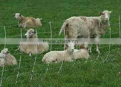 Metal Farm Fence / Fence Wire / Farm Fencing (china supplier ISO9001 )