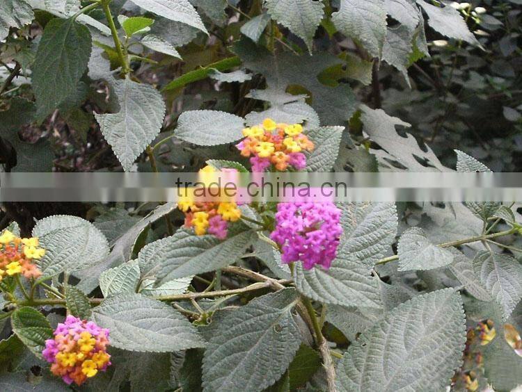 The shrub plant Lantana camara seedling