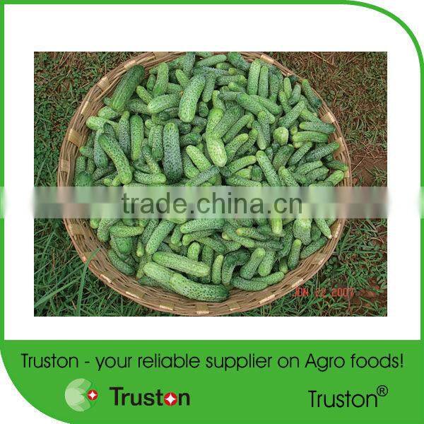 Canned pickled Gherkins