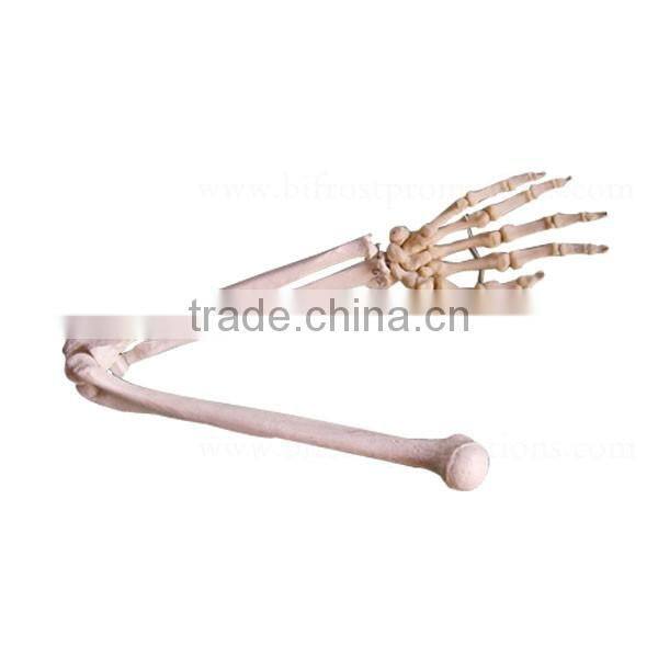 Vivid Human Body Anatomy Plastic Hand Bone Model