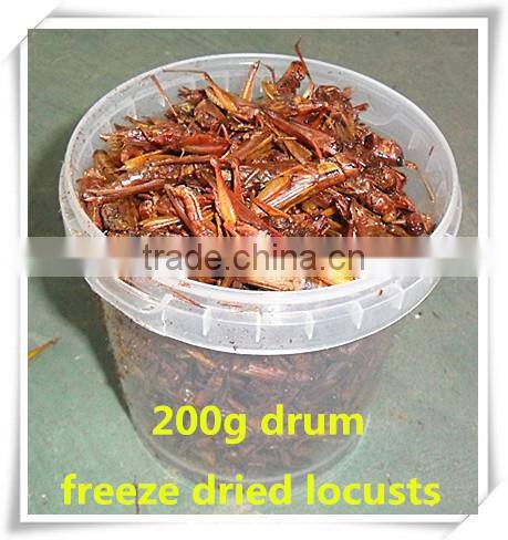 Drum (200g) Freeze Dried Locusts ;Freeze Dried Locusts For Pet Bird
