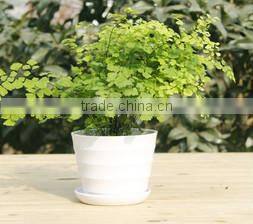 15040113 melamine cake plate/ fruit melamine plate ware/dessert melamine plate