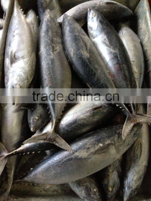 Frozen Bonito Tuna Fish