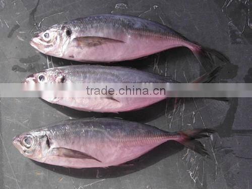 Good quality frozen round scad 10-12pcs/kg