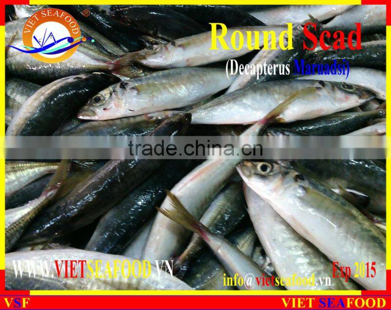 FROZEN MARUADSI WHOLE ROUND (ROUND SCAD)