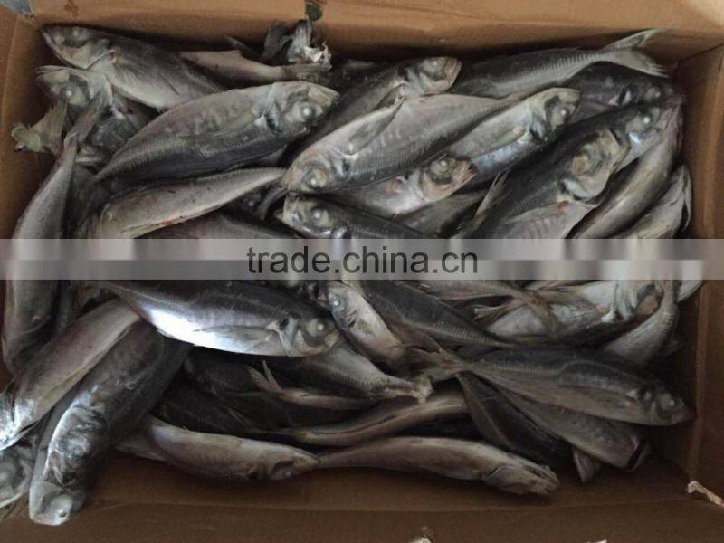 2016 new landing sea frozen horse mackerel 20cm+