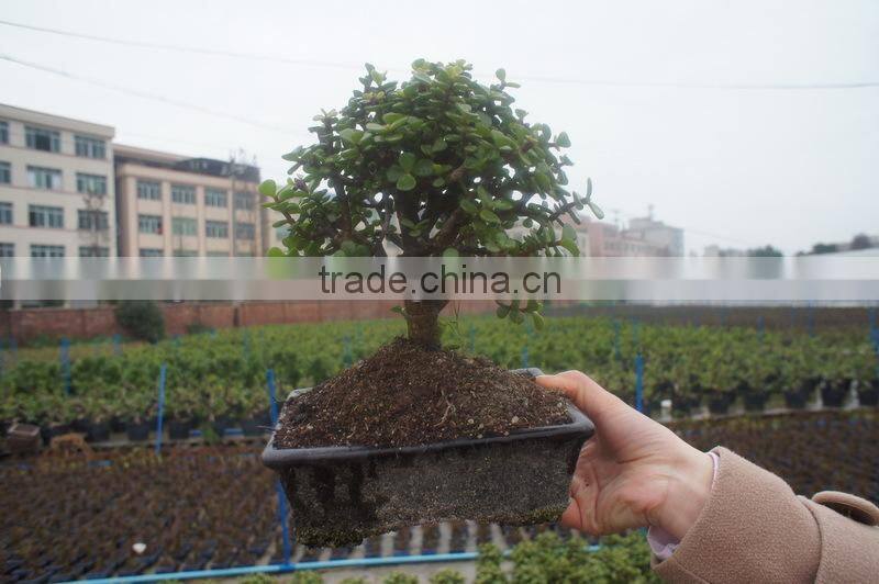 Portulacaria afra ( Jade plant) bonsai ball shape