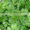 Green Coriander leaves
