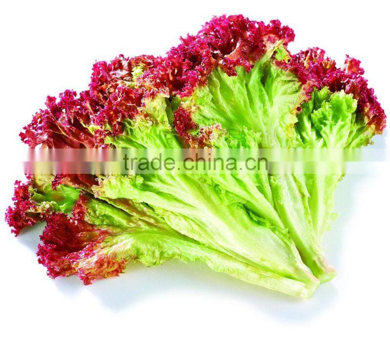free of contamination hotbed red leaf lettuce