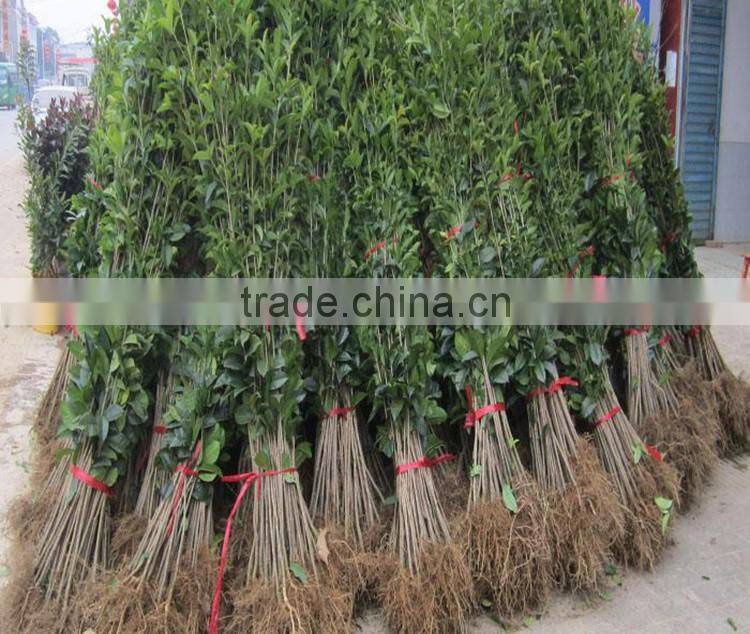 fresh orange tree seedling