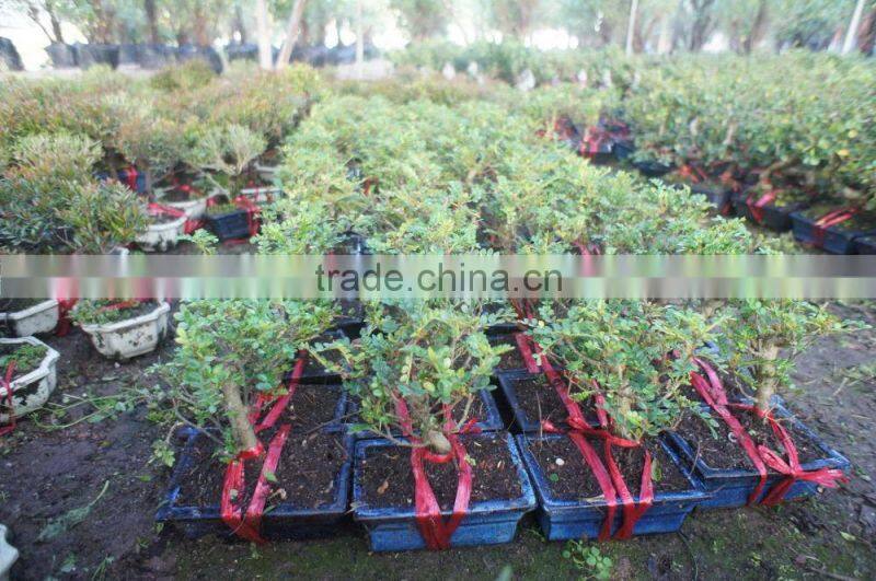 Zanthoxylum Odorum bonsai ball shape