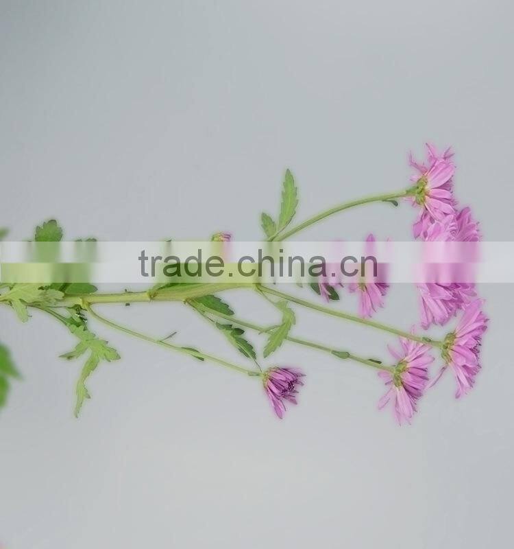 Good quality hotsell factory direct flock chrysanthemum