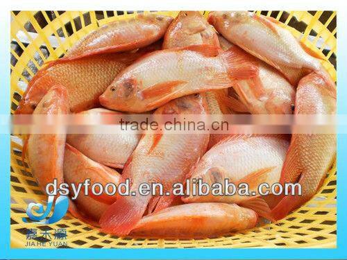 Frozen whole red tilapia fish in small size