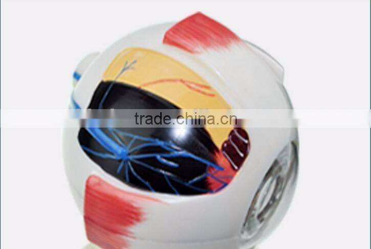 Eyeball enlargement and anatomy structure model teaching medical biology science and education instrument 6 times 3