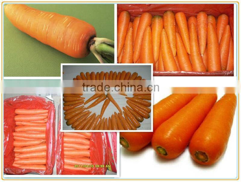 Mix Export Fresh Frozen Carrot Company/Hot selling
