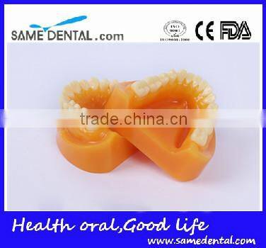 Double-Color dentition model school education teaching model