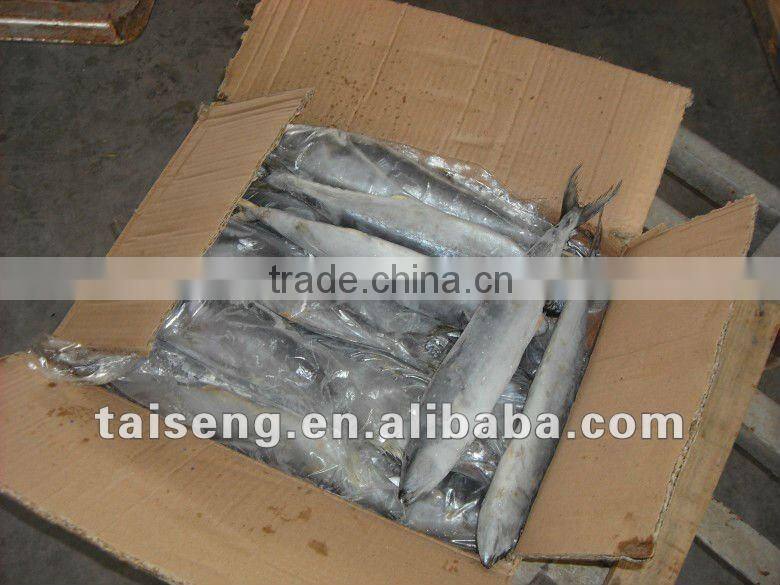 IQF Spanish Mackerel whole round of size 500-700g