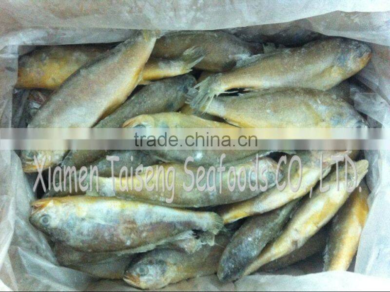 IQF Whole Round Yellow Croaker Fish