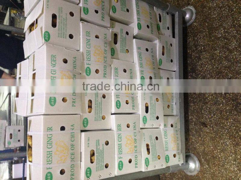 Big Size Yellow Fresh Ginger From China