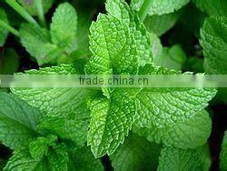 chinese qing huo Mint Tea Herbal Tea