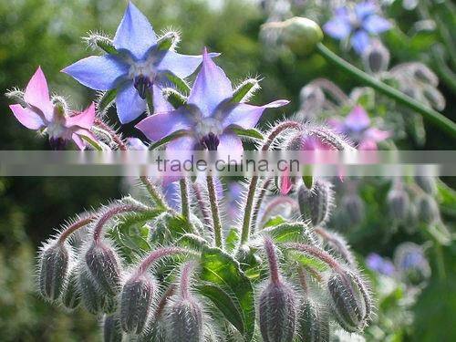 Good Price organic refined borage oil bulk China