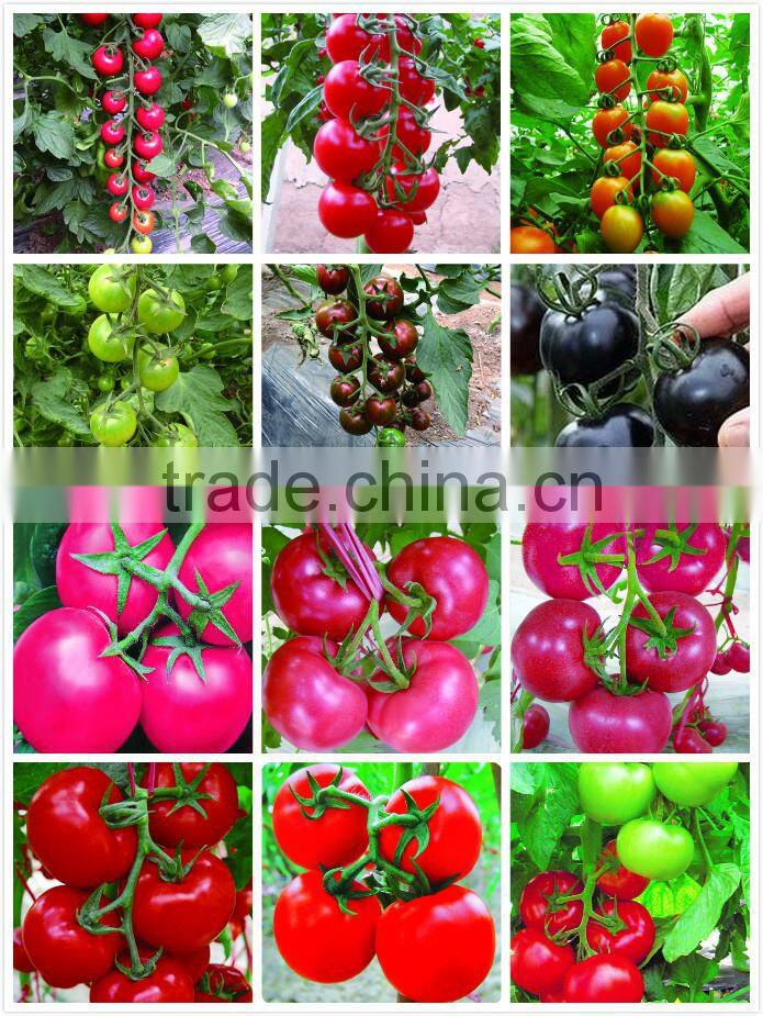 Early maturity cabbage seeds ZHONG GAN No.828(F1)