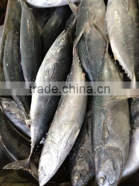 Frozen Bonito Tuna Fish