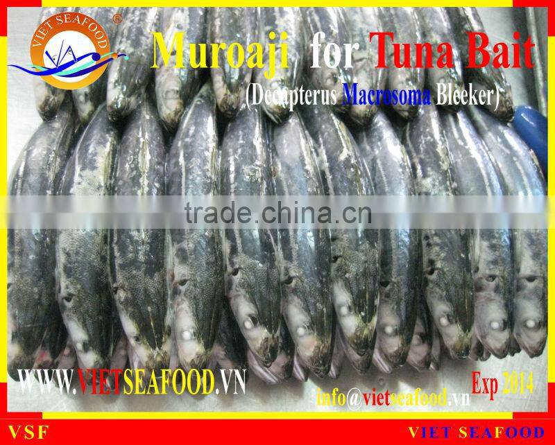 FROZEN MUROAJI FOR TUNA BAIT